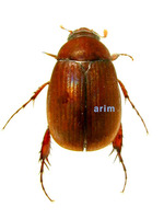 톱다리우단풍뎅이 - Maladera nitidiceps