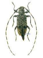 산꼬마수염하늘소 - Leiopus stillatus