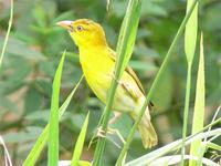 Principe Golden Weaver (Ploceus princeps)