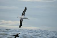 Southern Royal Albatross