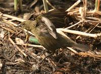 Chestnut-capped Blackbird: female