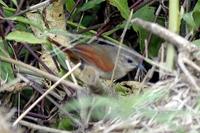 plain-crowned spinetail, synallaxis gujanensis, in suriname, by N.Takano