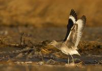 Western Willet