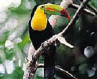 Keel-billed Toucan