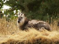 Japanese Serow 1 Flickr