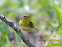 Grey-crowned warbler C20D 03956.jpg