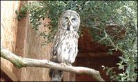 Yuri, the Great Grey Owl