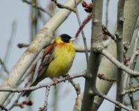 Black-headed Bunting (Emberiza melanocephala)