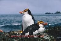 FT0136-00: Pair of Royal Penguins, Eudyptes Schlegeli, at their nest.Macquarie Island. Sub Antar...