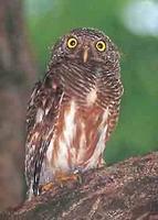 61. 티벳올빼미(斑頭鵂鶹, 반두휴류 ban tou xiu liu) Glaucidium cuculoides