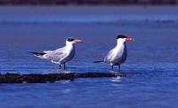 Caspian Terns