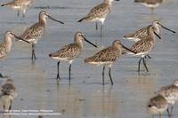 Asian Dowitcher Limnodromus semipalmatus