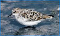 Little Stint- Calidris minuta