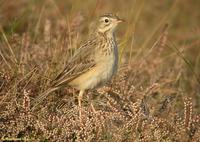 Pipit de Godlewski (Anthus godlewskii)