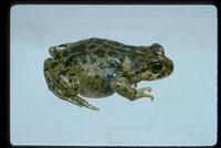 : Atelognathus nitoi