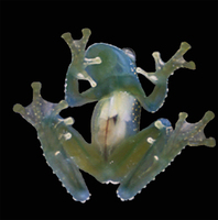: Cochranella mache