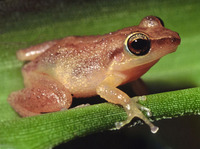 : Eleutherodactylus schwartzi