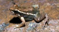 : Hyloxalus insulatus