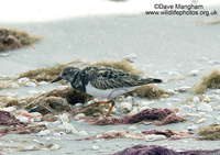 : Arenaria interpres; Ruddy Turnstone