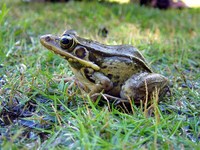 : Rana guentheri; Guenther's Frog
