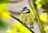 : Cyanistes caeruleus; Blue Tit
