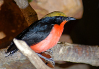 : Laniarius barbarus; Barbary Shrike