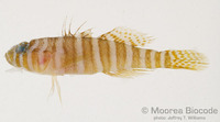 : Priolepis squamogena