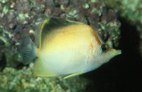 : Prognathodes aculeatus; Longsnout Butterflyfish