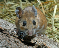 : Peromyscus leucopus; White-footed Mouse