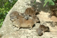 : Procavia capensis; Rock Hyrax