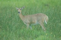 : Redunca arundinum; Common Reedbuck