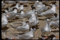 : Sterna maxima; Royal Tern