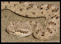 : Crotalus cerastes laterorepens; Colorad Desert Sidewinder