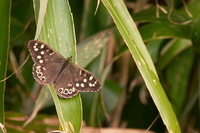 : Pararge aegeria