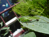 : Scudderia furcata; Fork-tailed Bush Katydid