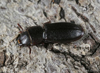 : Tenebroides sp.