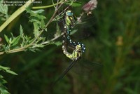 Blå Mosaikguldsmed (Aeshna cyanea )  Foto/billede af