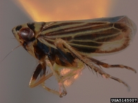 Amblysellus curtisii