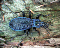 Carabus intricatus intricatus