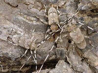 Acanthocinus aedilis - Timberman