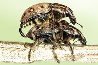 Leucophyes pedestris
