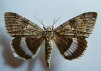 Catocala fraxini - Clifden Nonpareil