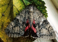 Catocala nupta - Red Underwing