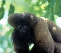 Black bearded saki (Chiropotes satanas)