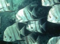 Chaetodipterus faber, Atlantic spadefish: fisheries, aquaculture, gamefish, aquarium