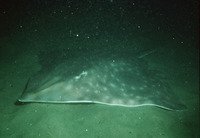 Raja binoculata, Big skate: fisheries, aquarium