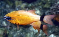 Apogon aureus, Ring-tailed cardinalfish: fisheries, aquarium