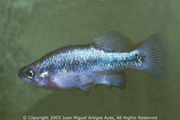 Xenoophorus captivus, Relict splitfin: aquarium