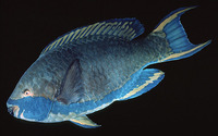 Scarus falcipinnis, Sicklefin parrotfish: fisheries
