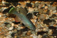 Nothobranchius furzeri, Turquoise killifish: